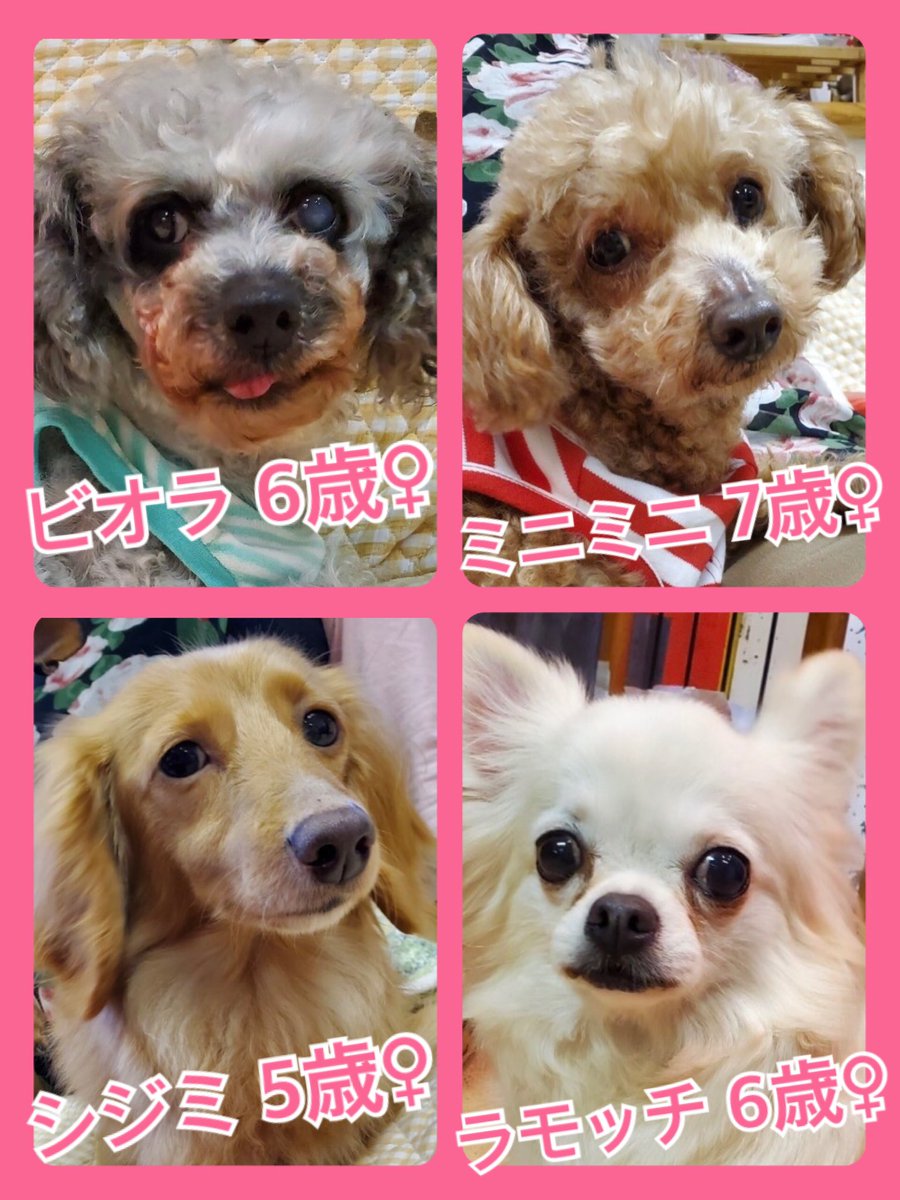 🐾今日の里親様募集中ワンコ🐶メンバーです🐾2020,5,22